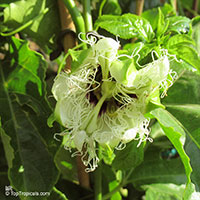 Passiflora edulis, Passion Fruit, Parcha, Maracuya, Granadilla

Click to see full-size image