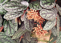 Pellionia pulchra, Procris repens, Satin Pellionia, Rainbow Vine

Click to see full-size image