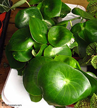 Peperomia polybotrya, Coin Leaf Peperomia

Click to see full-size image