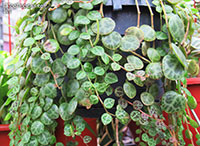 Peperomia prostrata, Trailing Peperomia

Click to see full-size image