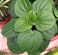Peperomia sp., Radiator Plant