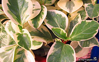 Peperomia sp., Radiator Plant