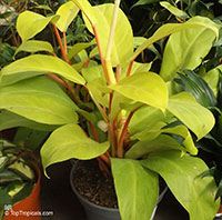 Philodendron Golden Goddess

Click to see full-size image