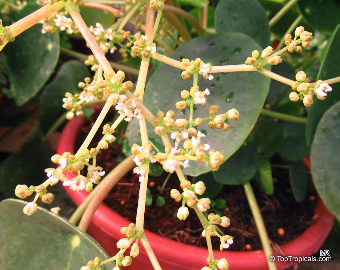 Pilea peperomioides, Chinese Money Plant, Missionary Plant, lefse Plant, Pancake Plant, UFO plant