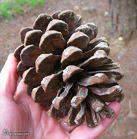 Pinus sp., Pine

Click to see full-size image