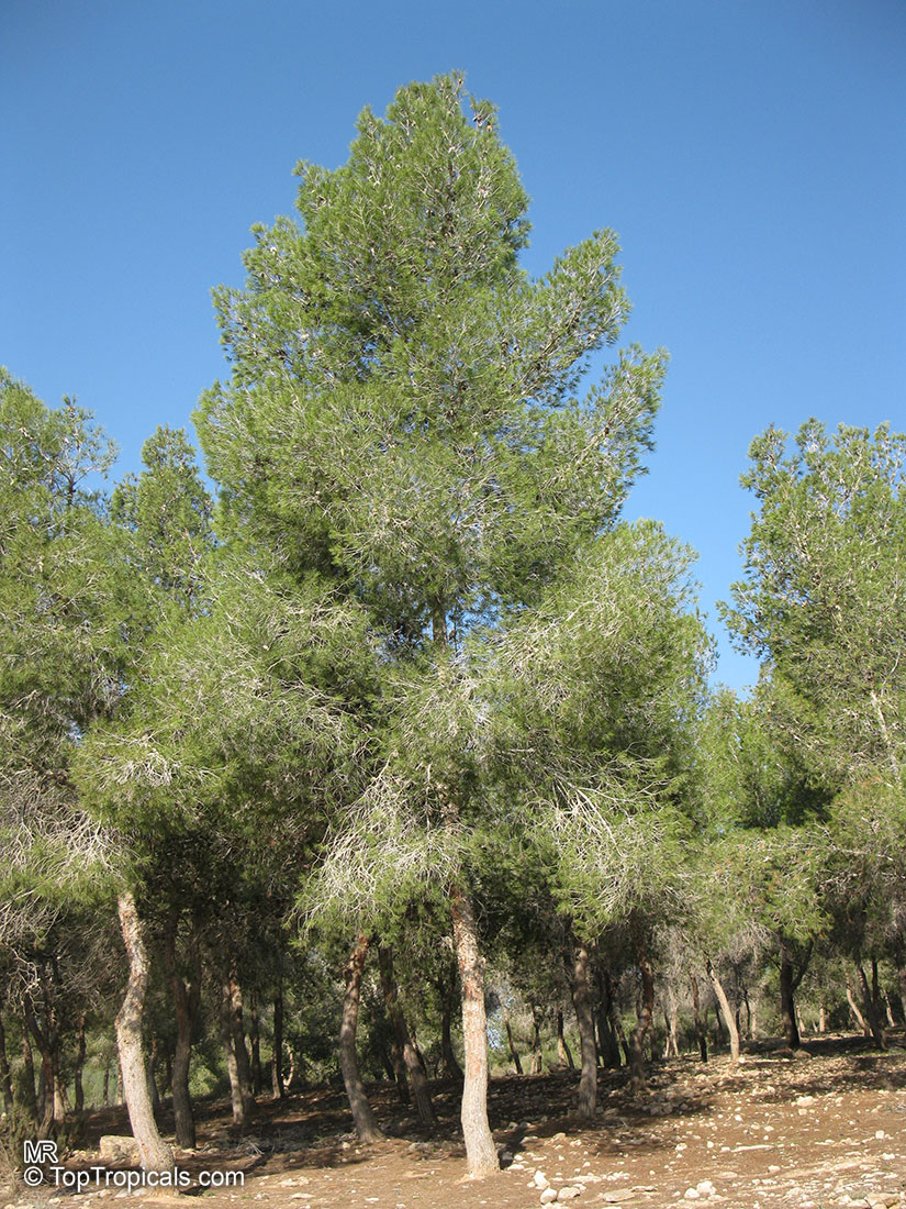 Pinus sp., Pine