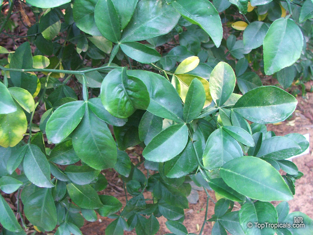 Poncirus trifoliata, Hardy Orange