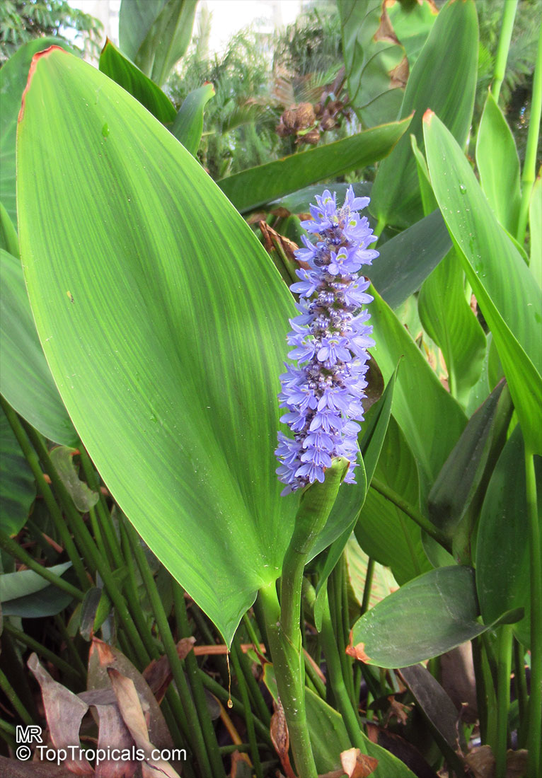 pontederia cordata  plante bassin vivace bleue 