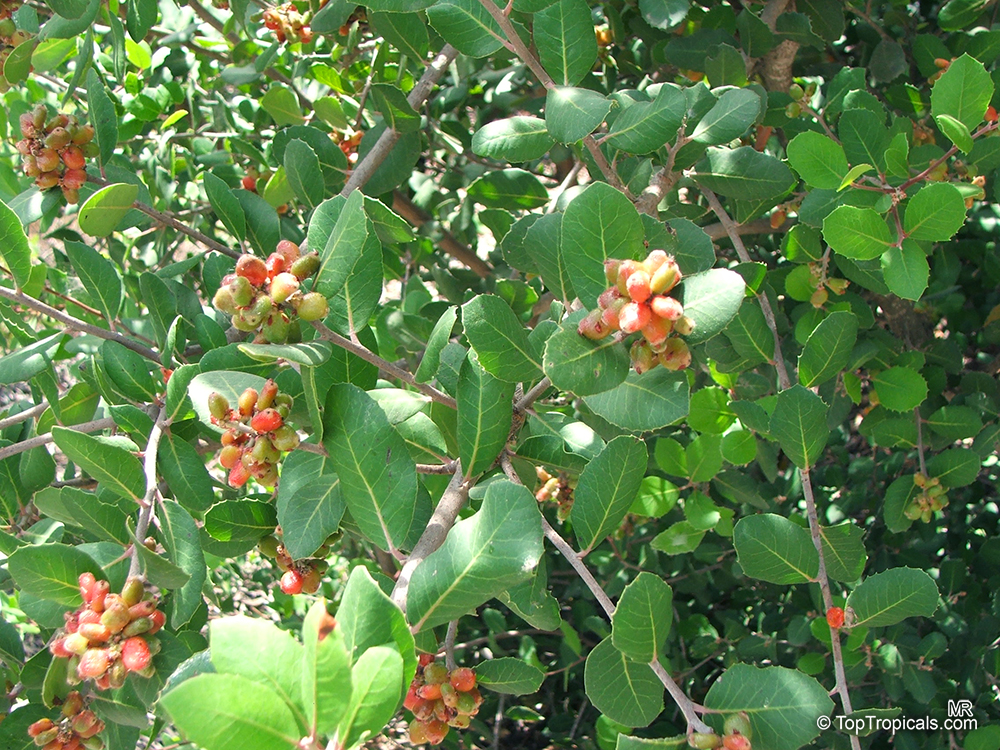 Rhus integrifolia, Lemonade Berry, Lemonade Sumac