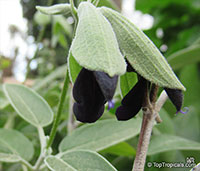 Salvia discolor, Andean Sage

Click to see full-size image