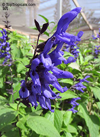 Salvia guaranitica, Anise-scented Sage, Hummingbird Sage

Click to see full-size image