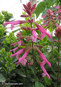 Salvia sp., Garden Sage

Click to see full-size image