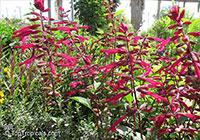 Salvia sp., Garden Sage

Click to see full-size image