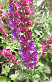 Salvia nemorosa, Woodland Sage, Balkan Clary

Click to see full-size image