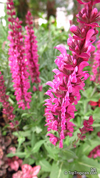 Salvia nemorosa, Woodland Sage, Balkan Clary

Click to see full-size image