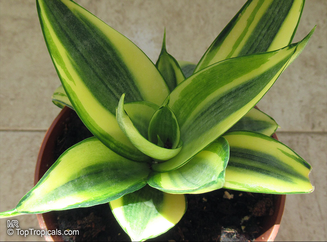Sansevieria sp., Mother-in-law's Tongue, Devil's Tongue, Jinn's Tongue, Bow String Hemp, Snake Plant