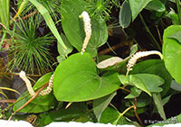 Saururus cernuus, Lizard's Tail, Water-dragon, Swamp Root

Click to see full-size image