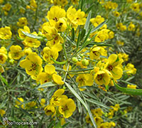 Senna artemisioides subsp. sturtii , Grey Cassia

Click to see full-size image