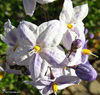Solanum laxum, Solanum jasminoides, White Potato Vine, Jasmine Nightshade

Click to see full-size image