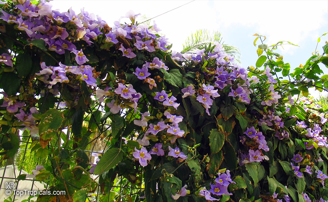 Thunbergia laurifolia, Blue Trumpet Vine, Blue Sky vine, Laurel-leaved thunbergia