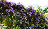 Thunbergia laurifolia, Blue Trumpet Vine, Blue Sky vine, Laurel-leaved thunbergia

Click to see full-size image