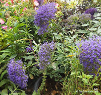 Trachelium caeruleum, Blue Throatwort

Click to see full-size image