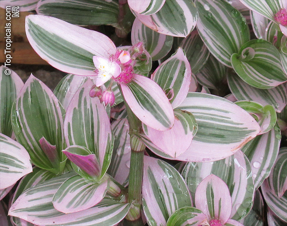 Tradescantia albiflora, Tradescantia fluminensis, Inch Plant, White-Flowered Wandering Jew