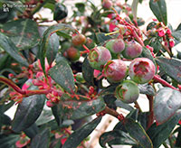 Vaccinium corymbosum, Tropical Blueberry, Lowbush Blueberry

Click to see full-size image