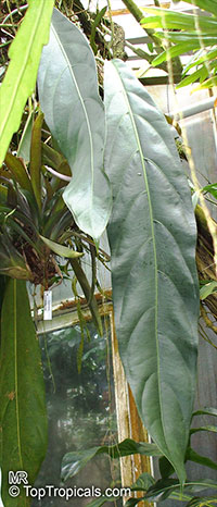 Anthurium pendulifolium, Anthurium 

Click to see full-size image