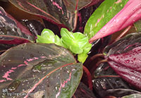 Calathea roseopicta, Calathea

Click to see full-size image