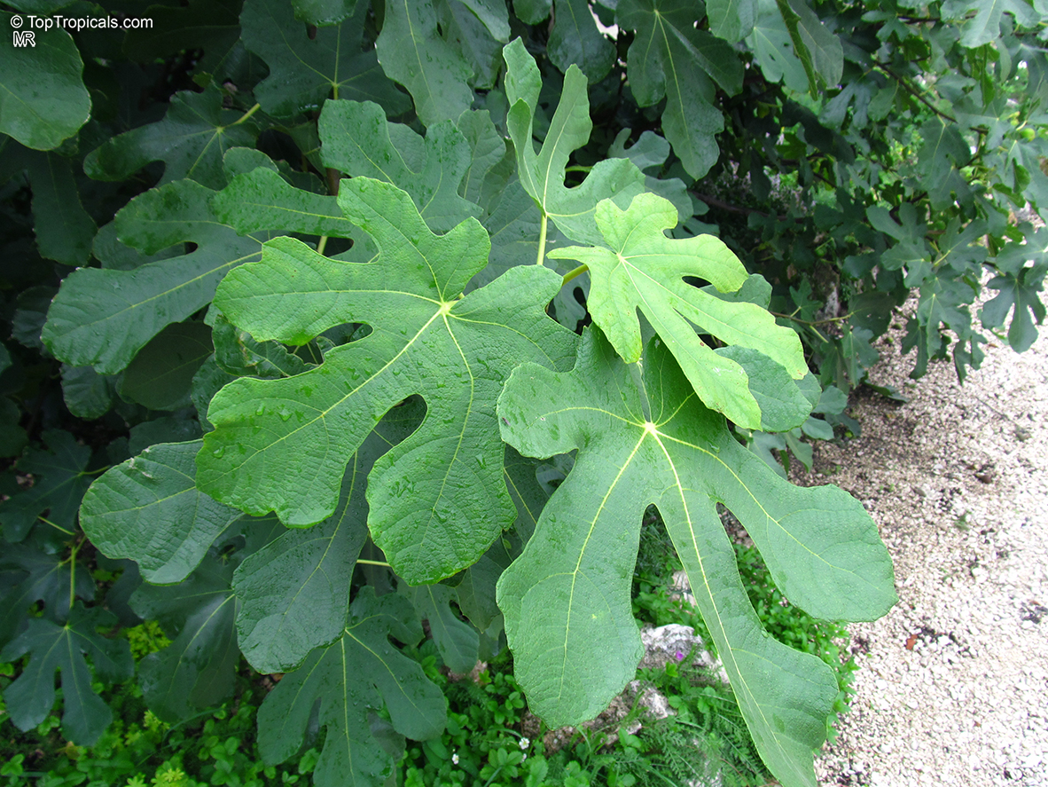 Ficus carica, Fig Tree, Brevo