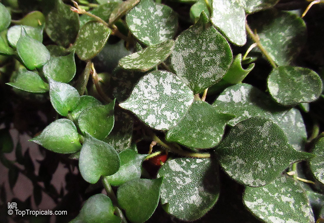 Hoya curtisii, Million Hearts, Tiny-leaf Porcelain Flower