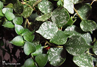 Dischidia ruscifolia, Million Hearts

Click to see full-size image
