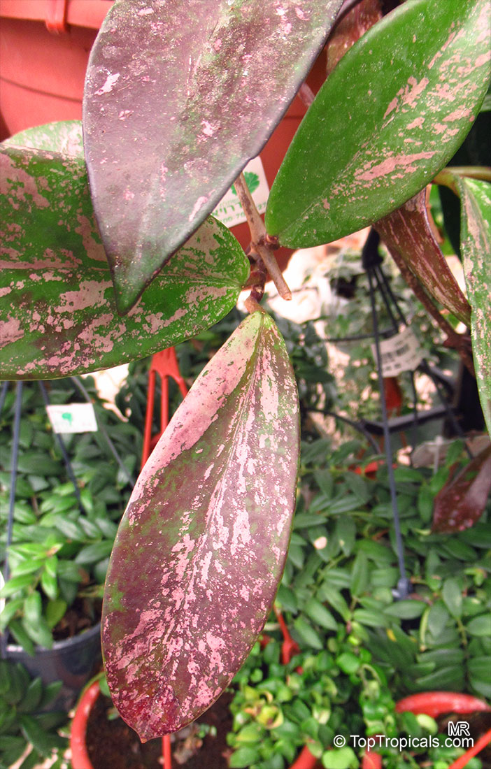 Hoya pubicalyx, Harlequin Wax Plant. Hoya pubicalyx 'Royal Hawaiian Purple'