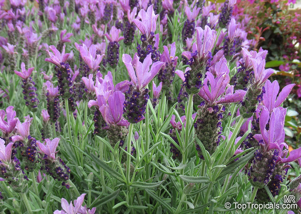 Lavandula stoechas , Spanish Lavender, Stoechas Lavender, Topped Lavender, Rabbit Ears, Papillon 
