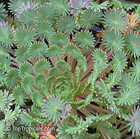 Oxalis sp., Shamrock, Wood Sorrel

Click to see full-size image