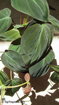 Philodendron scandens, Philodendron hederaceum, Heart Leaf Philodendron

Click to see full-size image