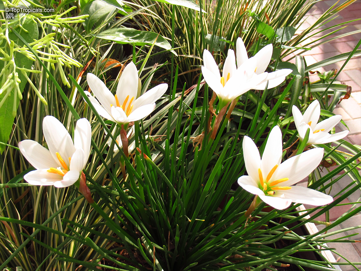 Zephyranthes sp., Fairy Lily, Zephyr Lily, Magic Lily, Atamasco Lily, Rain Lily. Zephyranthes candida