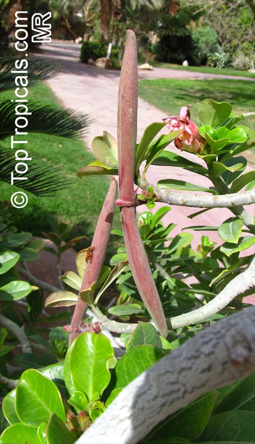 Adenium obesum, Desert Rose, Impala Lily