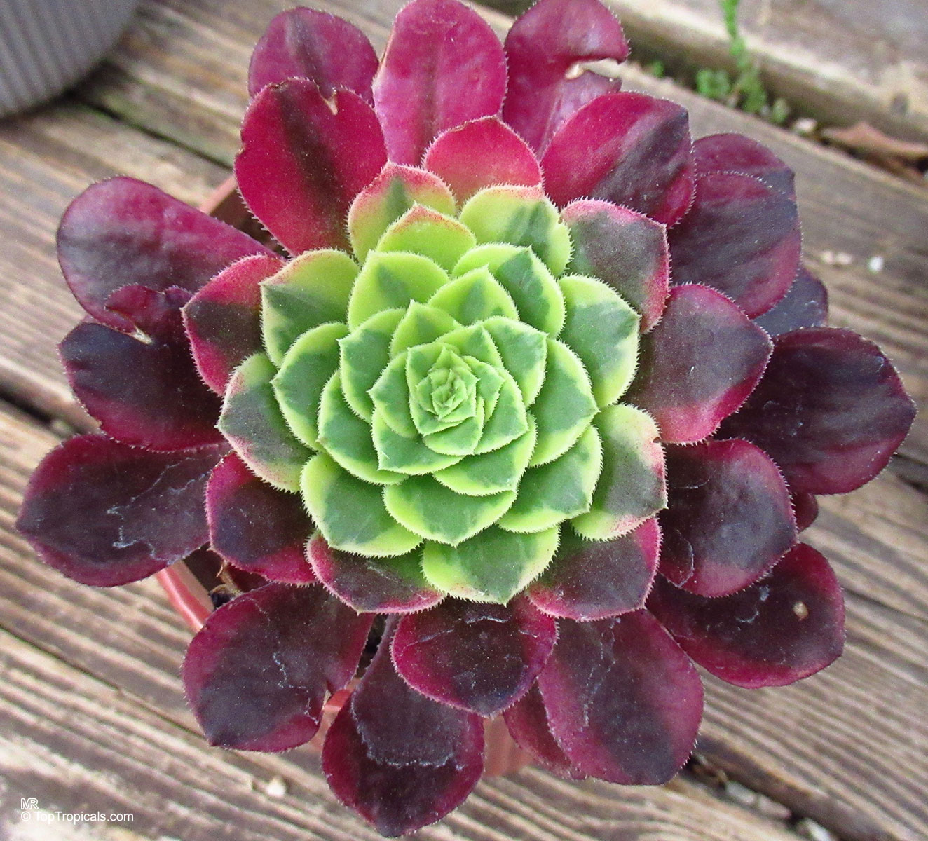 Aeonium 'Fiesta' Aeonium sp. (Aeonium) with purple and lime green rosette leaves in a close up.