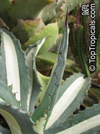 Agave americana, Century plant

Click to see full-size image