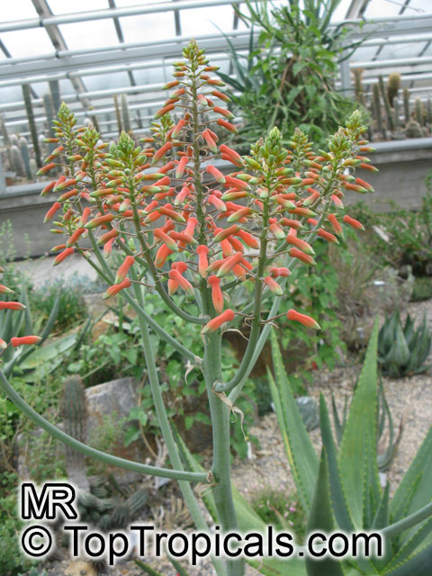 Aloe sp., Aloe. Aloe amudatensis