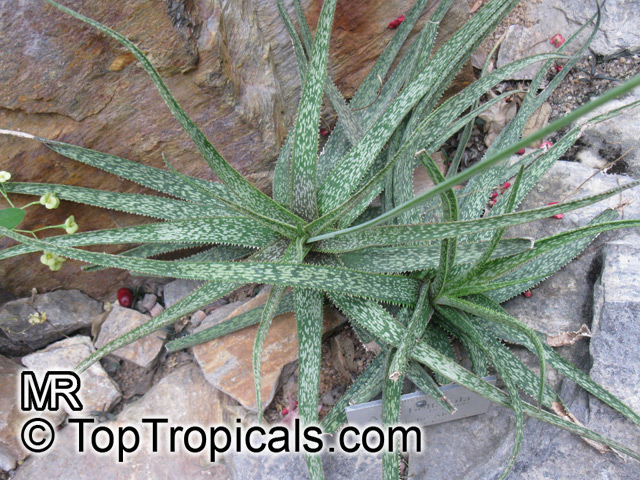 Aloe sp., Aloe. Aloe bellatula