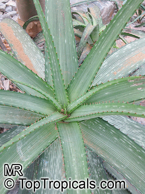 Aloe sp., Aloe. Aloe branddraaiensis