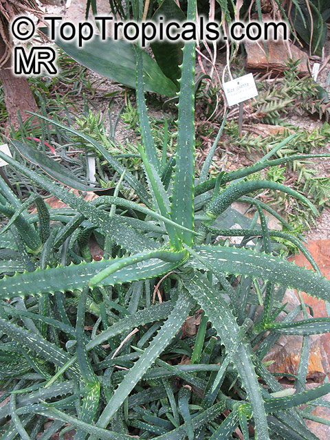 Aloe sp., Aloe. Aloe camperi