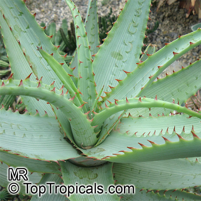 Aloe sp., Aloe. Aloe glauca