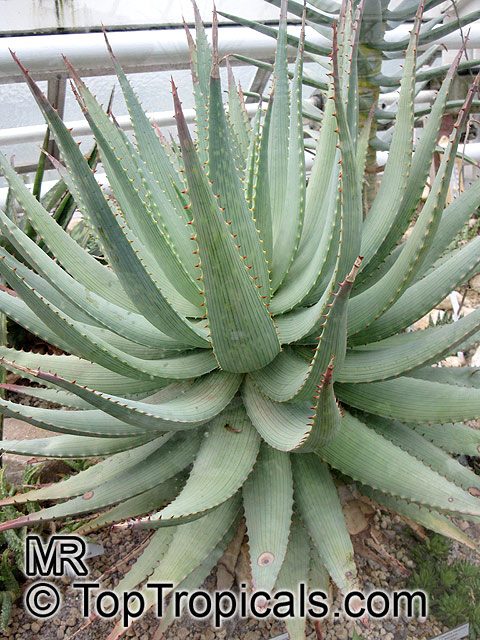 Aloe sp., Aloe. Aloe hereroensis var. orpeniae