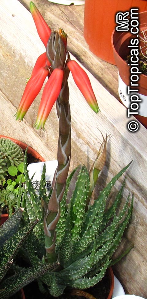 Aloe sp., Aloe. Aloe humilis