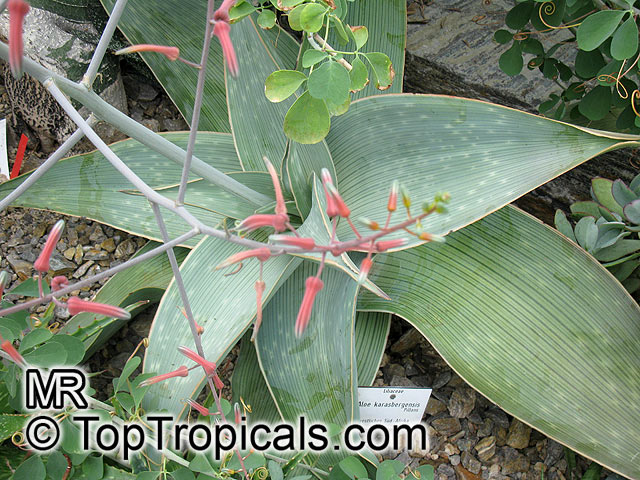 Aloe sp., Aloe. Aloe karasbergensis