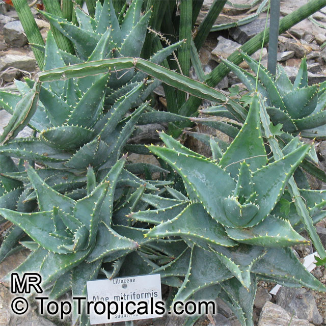 Aloe sp., Aloe. Aloe mitriformis